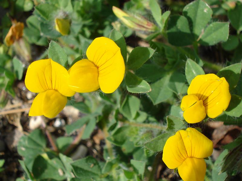 Lotier comestible en fleur