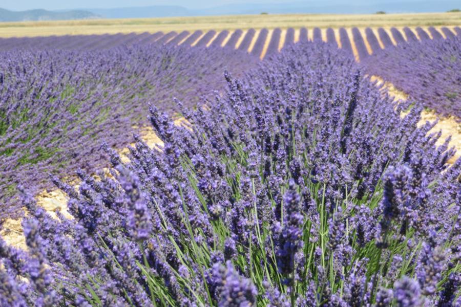 Balade dans les Lavandes en journée ou en soirée  (Eté 2025. )