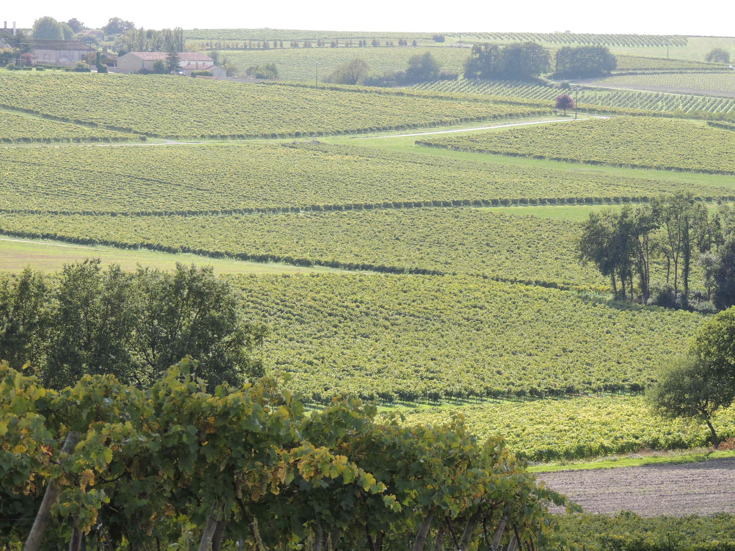 Visite d'une propriété viticole - Cognac Barbot-Marcadier