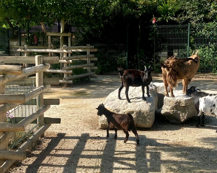 Animaux