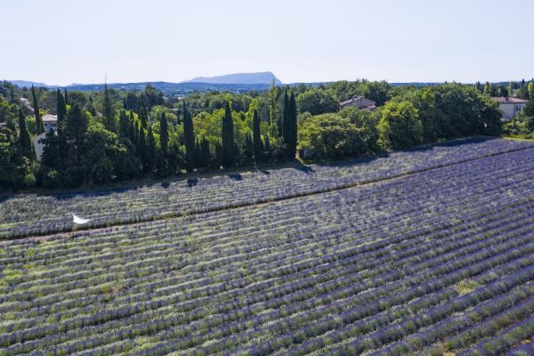 Visite d'un champ de Lavande Aix en Provence