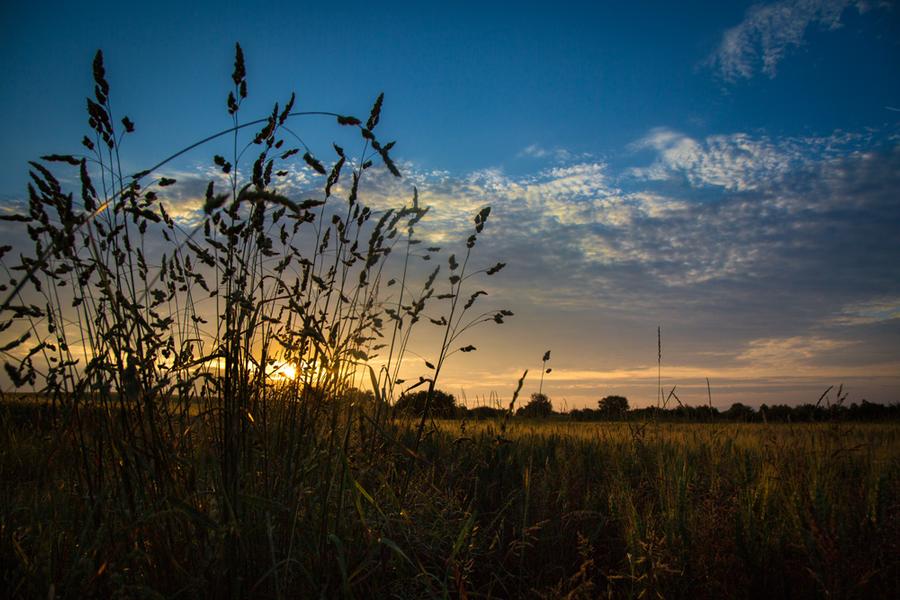 Animation nature sur les ENS : osez la nature au crépuscule ! Chozeau-Balcons du Dauphiné