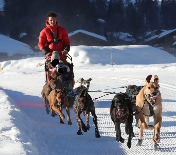 Visite du parc : découvrir la vie d'un attelage de chiens de traîneau