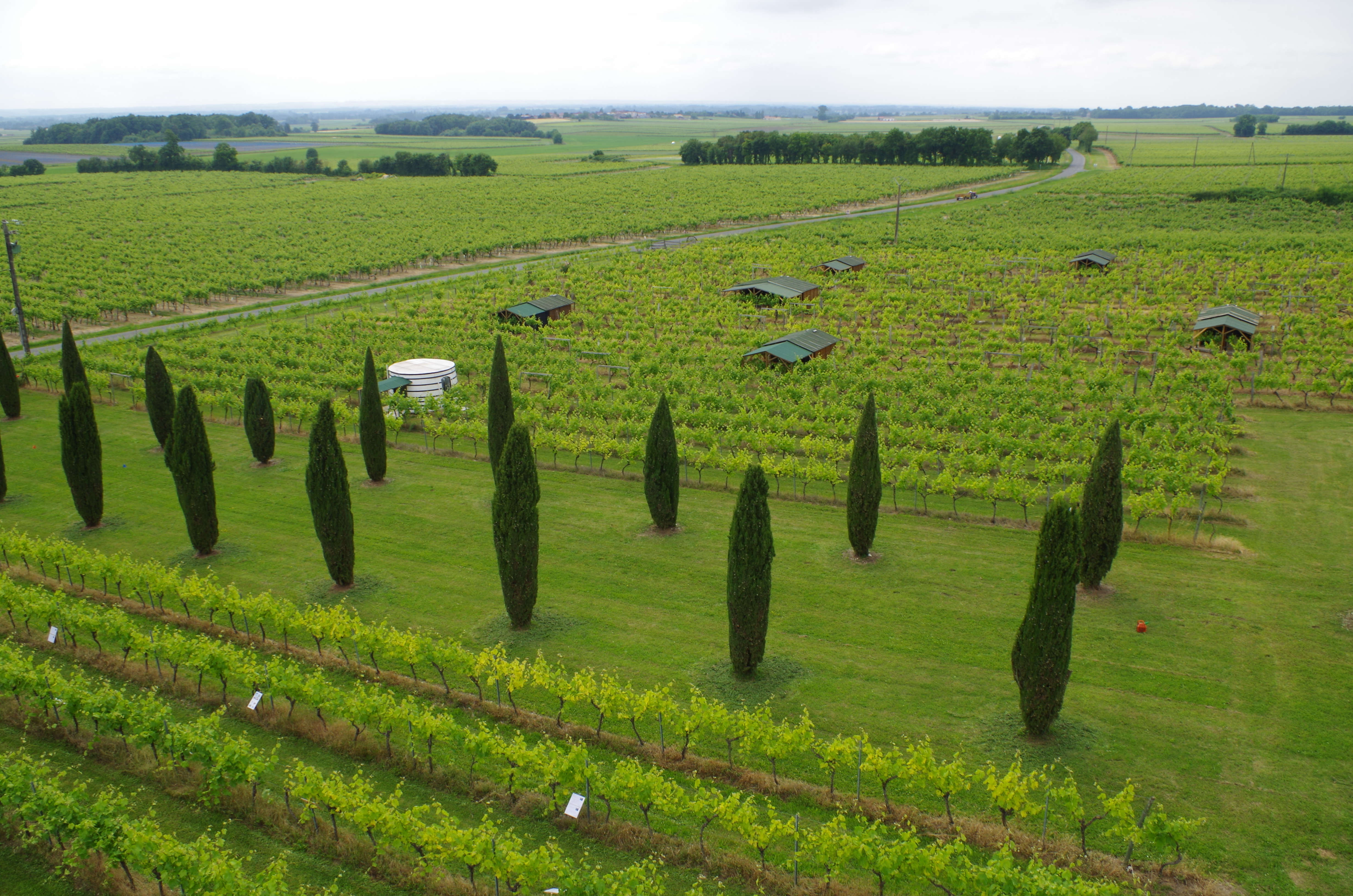 Swin Golf dans les vignes - Cep Enchanté