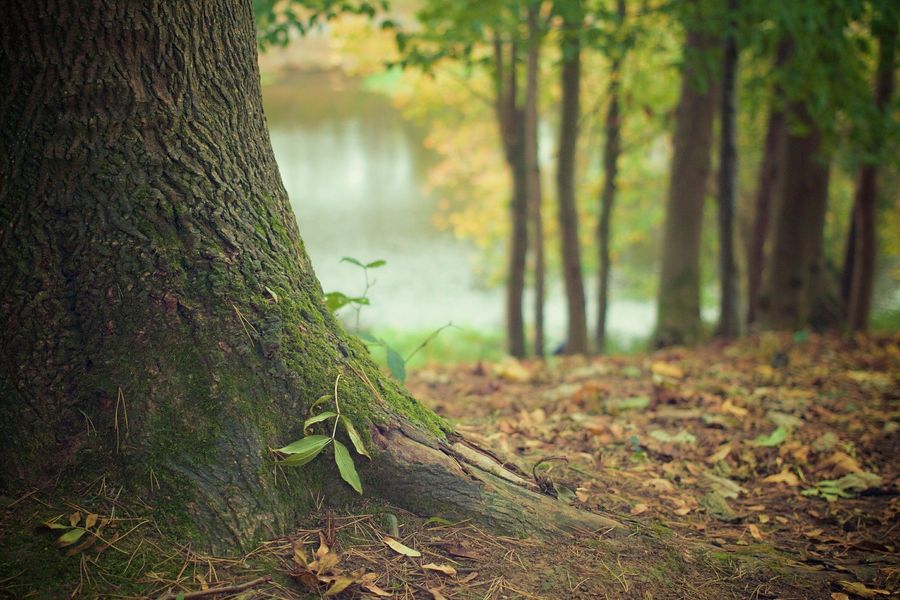 http://Les%20mille%20et%20un%20mystères%20de%20la%20forêt%20dombiste