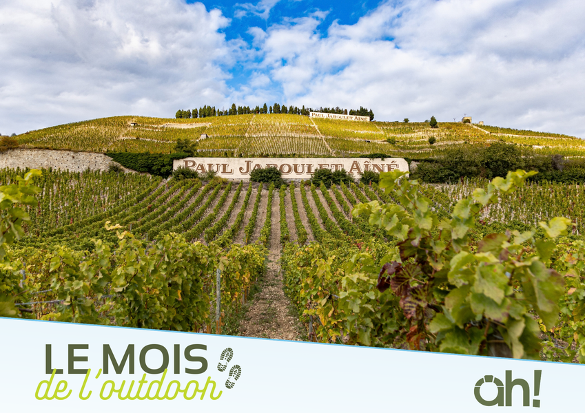 Randonnée en Hermitage et Dégustation - Vineum_Tain-l'Hermitage