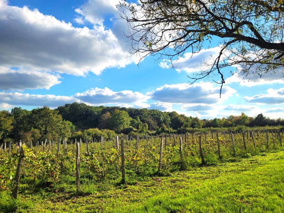 Visite Groupe : du00e9couverte du Vignoble de Vauhallan avec du00e9gustation_Vauhallan