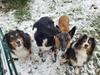 Passion Dog 04_Castellane