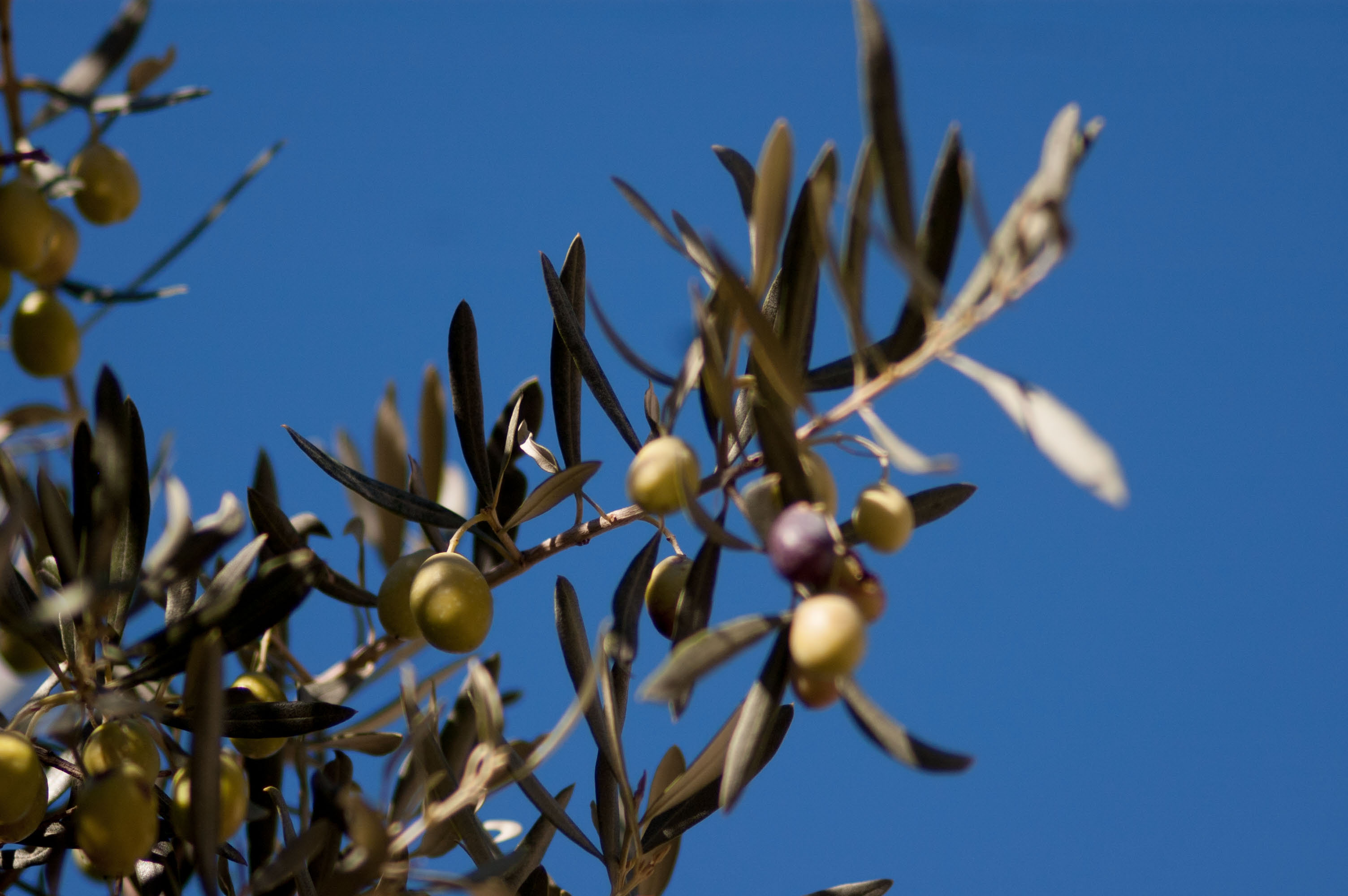 Les Mélocéanes - Thierry Melchio Producteur d'huile d'olive AOP de Provence