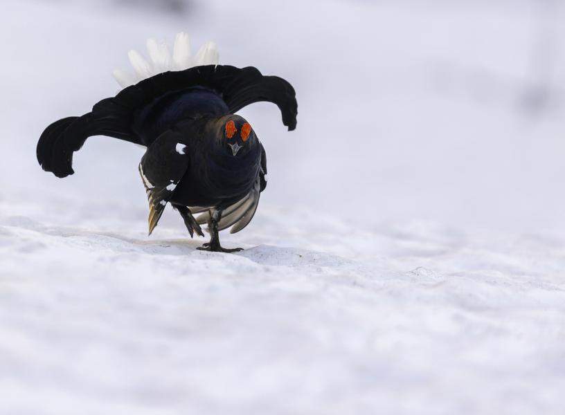 Présence du photographe Yannick Lenoir à l'exposition temporaire_Crest-Voland