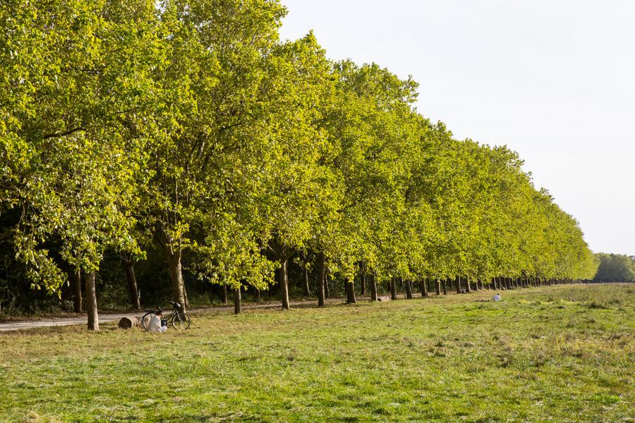l'Allée royale du bois de Vincennes 
