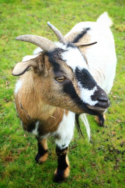 Visite de l'Arche de Julie