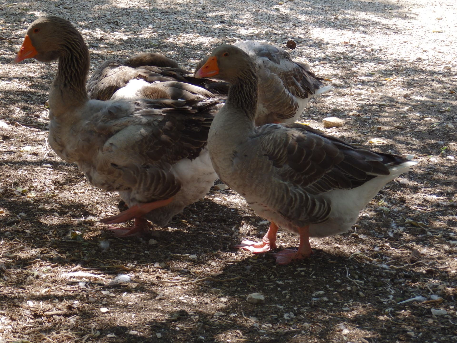 Ferme pédagogique du Parc de Figuerolles — photo 3