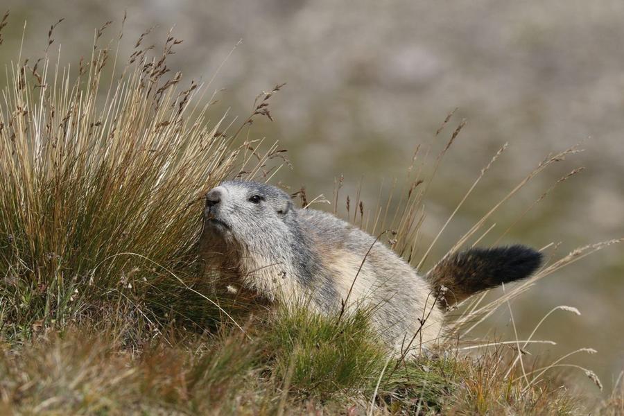 - © Thierry Maillet, Parc national des Ecrins. 116834e_HD - © Thierry Maillet, Parc national des Ecrins.