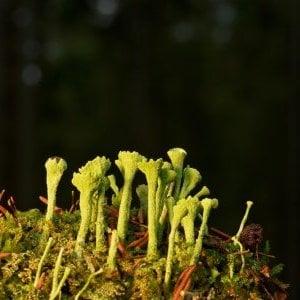 Stage Naturaliste : Lichens - Maison du Marais_Ceyzérieu