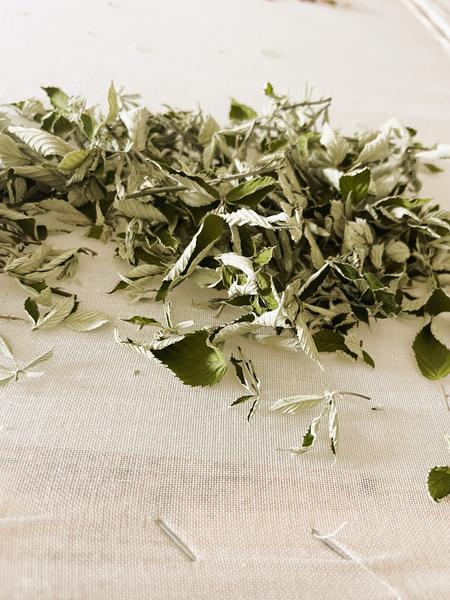 Atelier du petit cueilleur-herboriste à la Châtaignerie Godissard_Collobrières