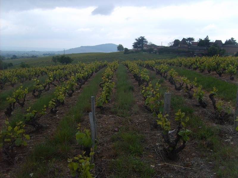 Domaine de Fontalognier LANTIGNIE
