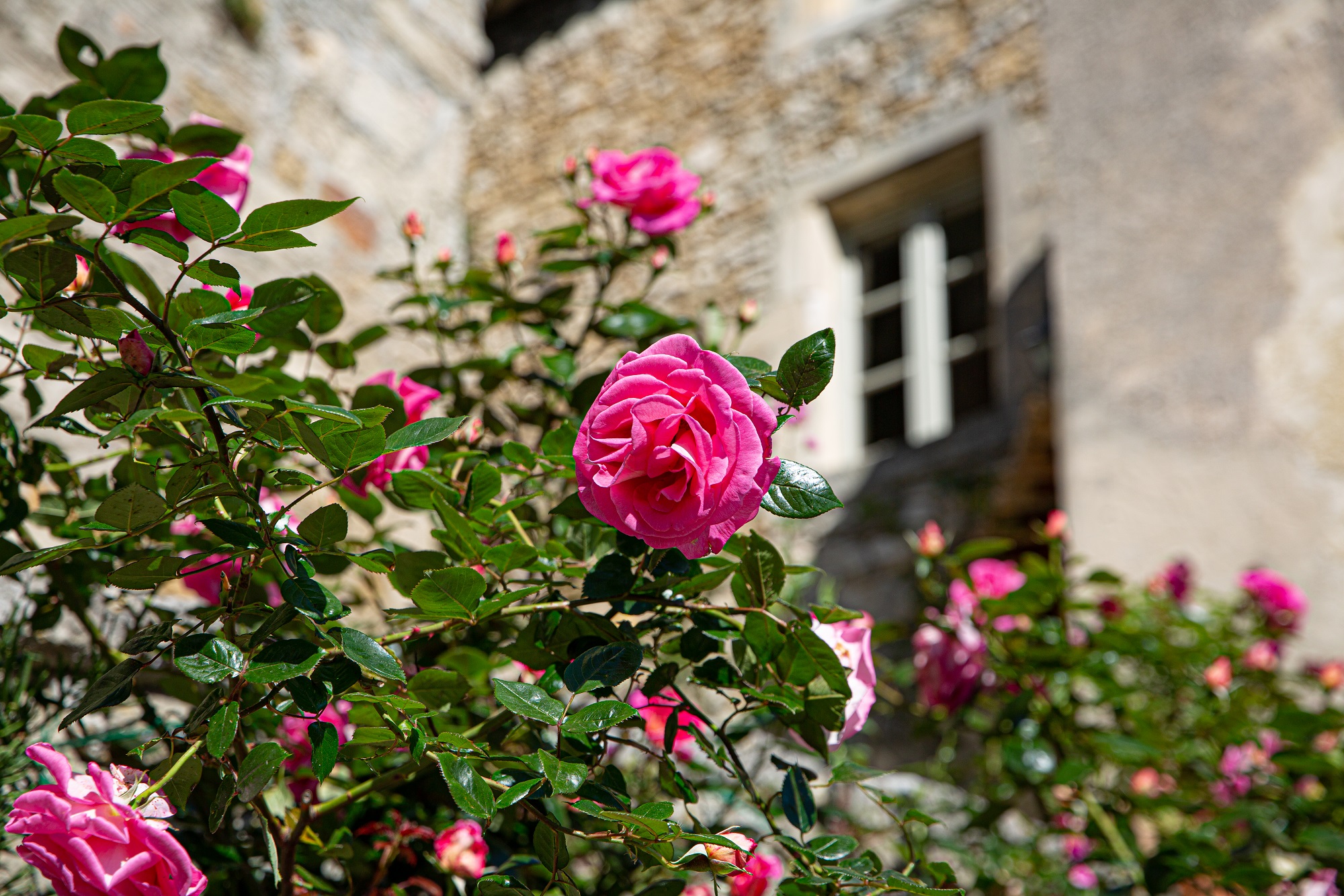 Roses