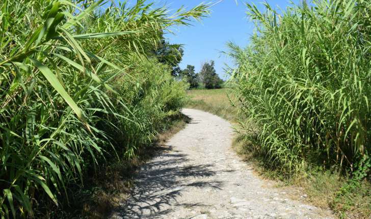La Roque d'Anthéron - Sentier des Iscles