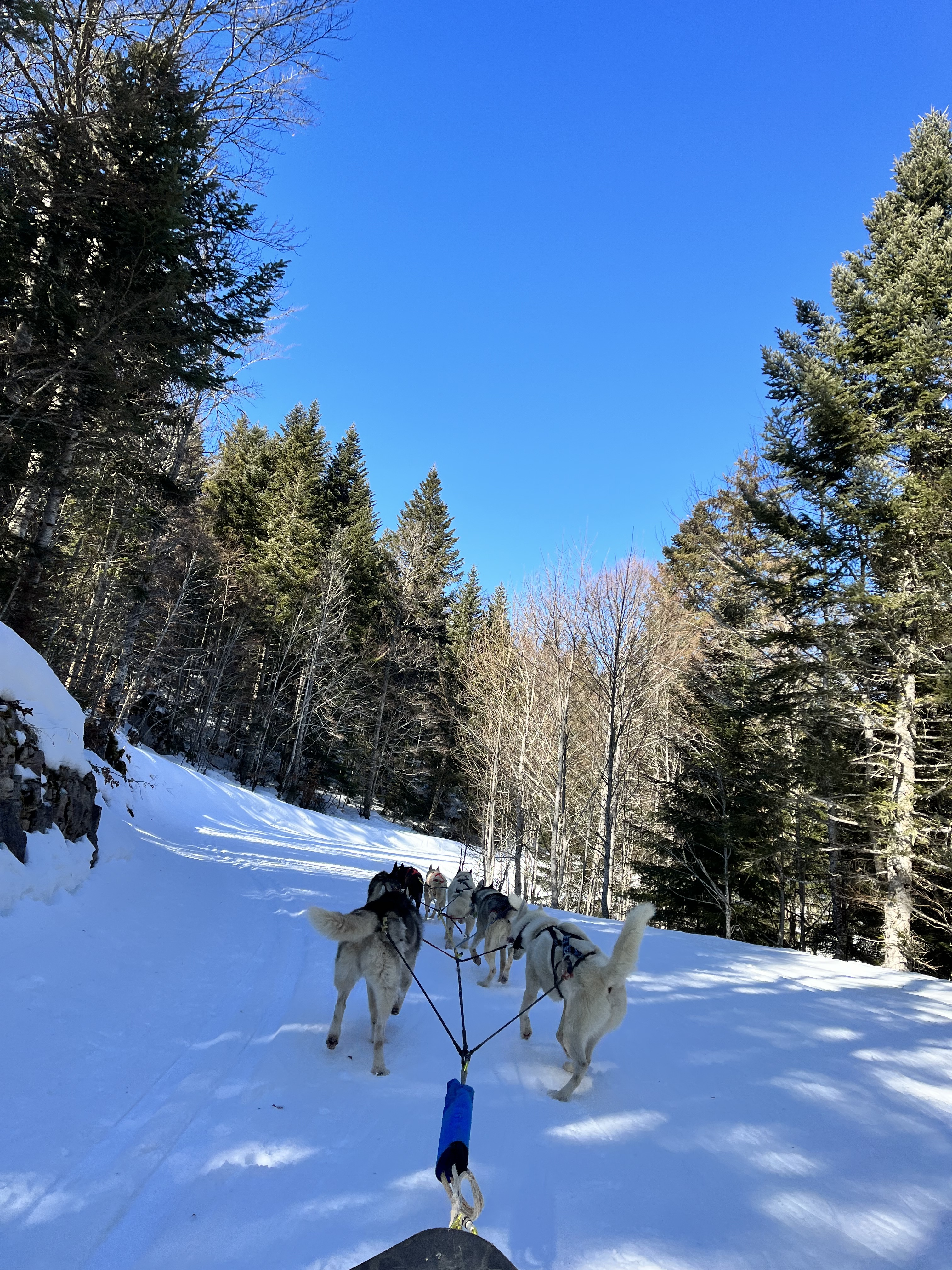 Chiens de traineau