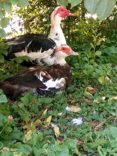 Brioche et Baldaquin