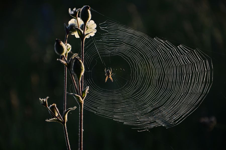 araignée sur toile - © pixabay araignée sur toile - © pixabay