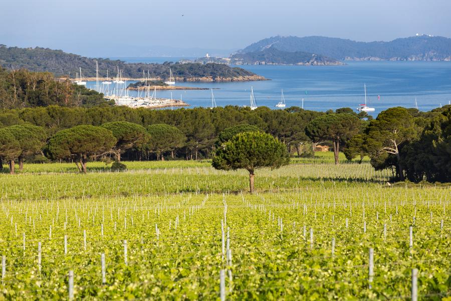 Balade oeno - sensorielle à Porquerolles_Hyères