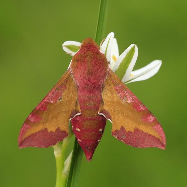 Biodiversité cachée