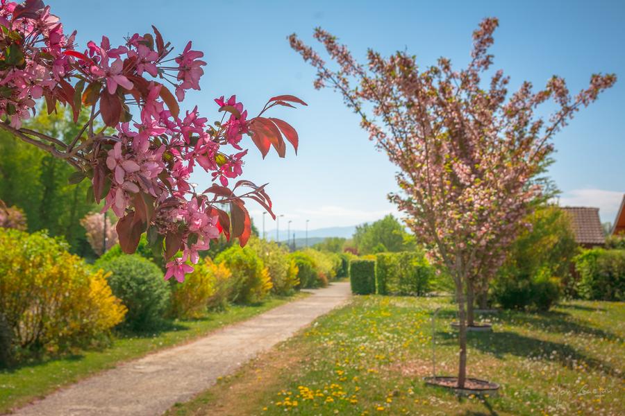 Collection Nationale de cerisiers à fleurs d'Asie
