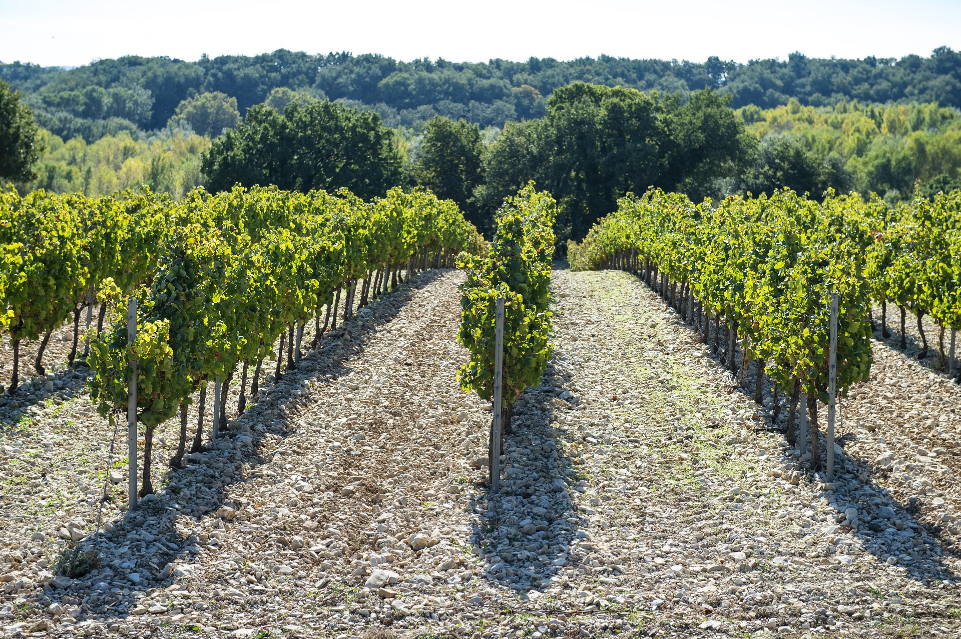 Domaine de Montine