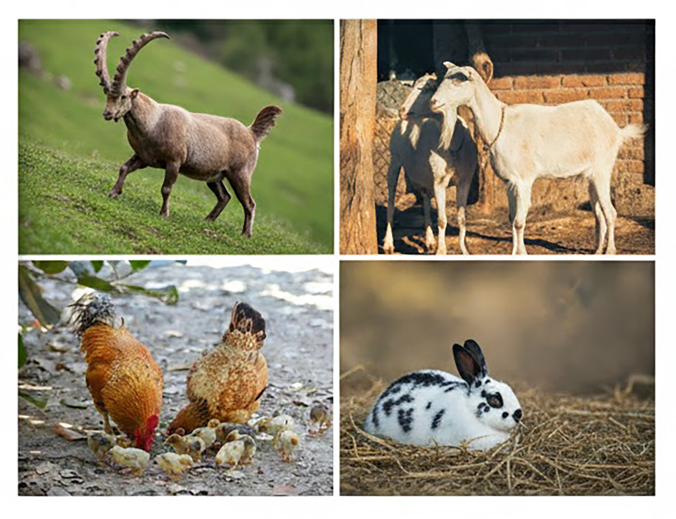 Activité observation de la faune