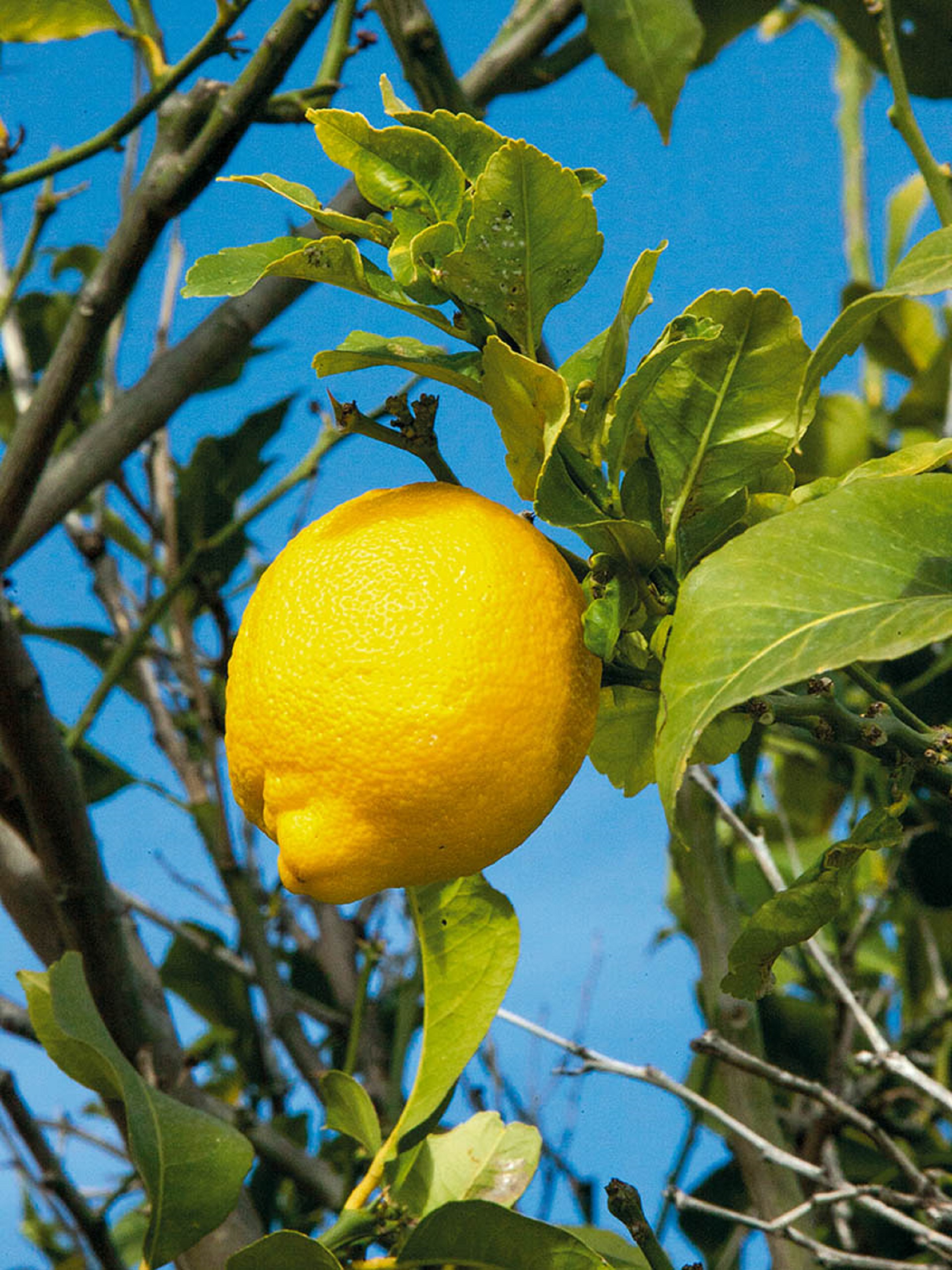 Le fameux citron de Menton