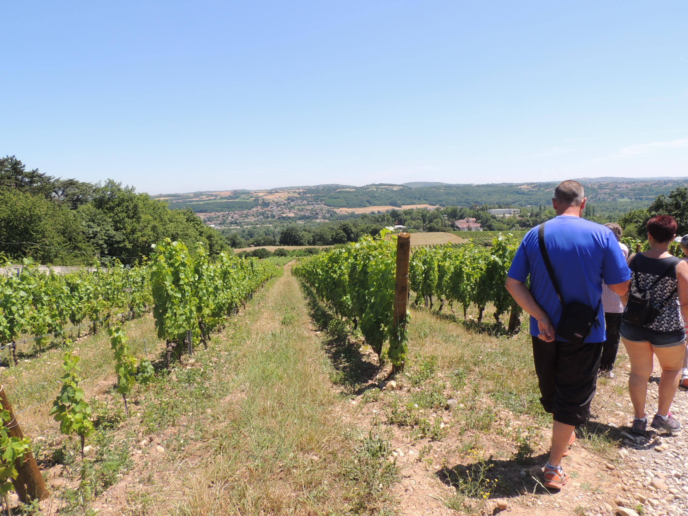 Vignes