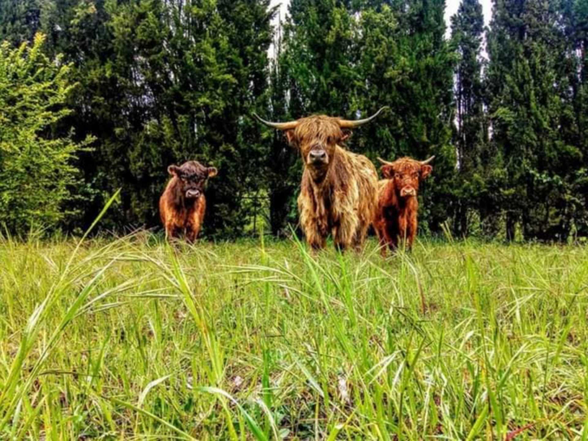 Élevage de la Sagno