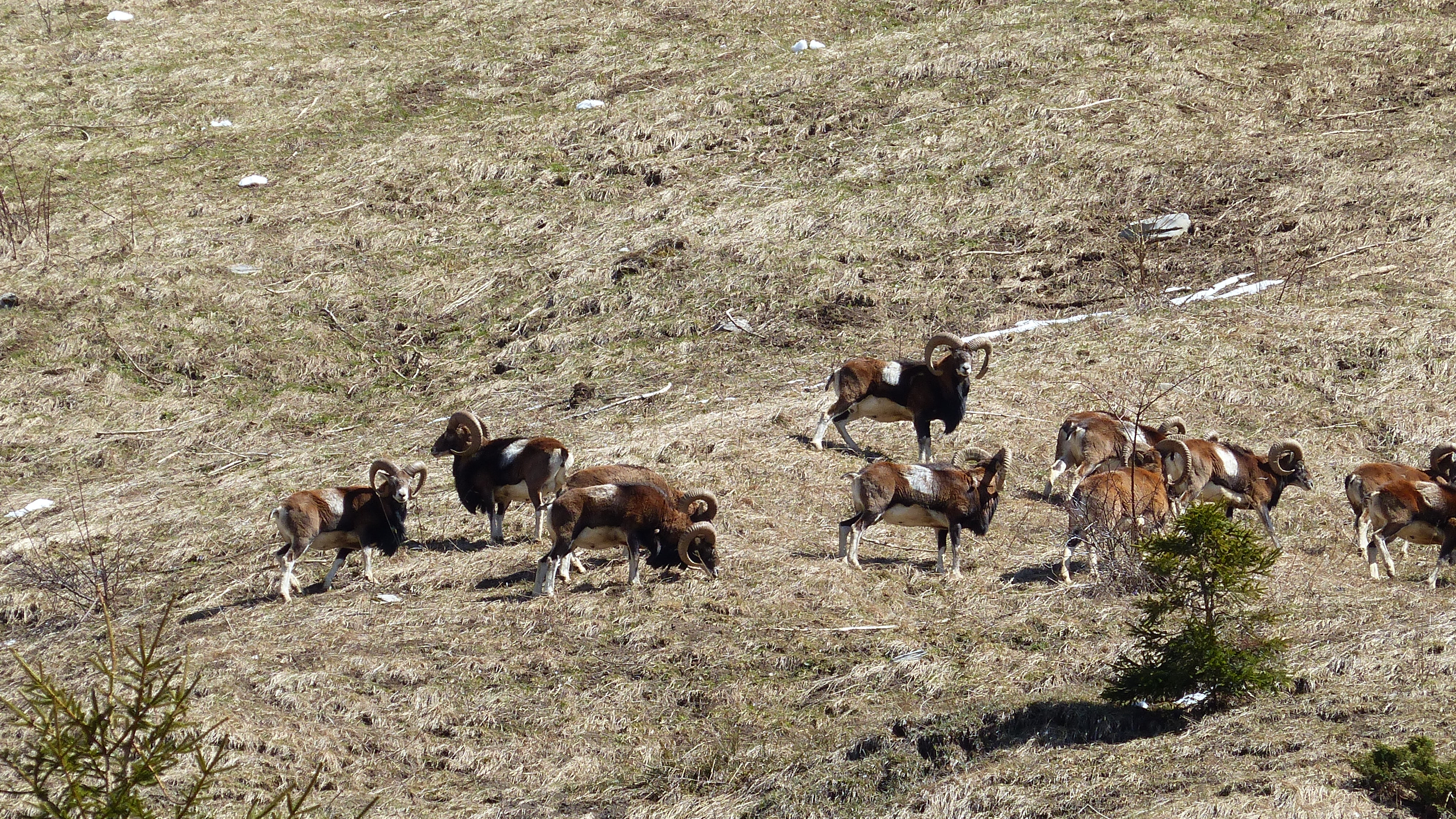 Mouflons en groupe