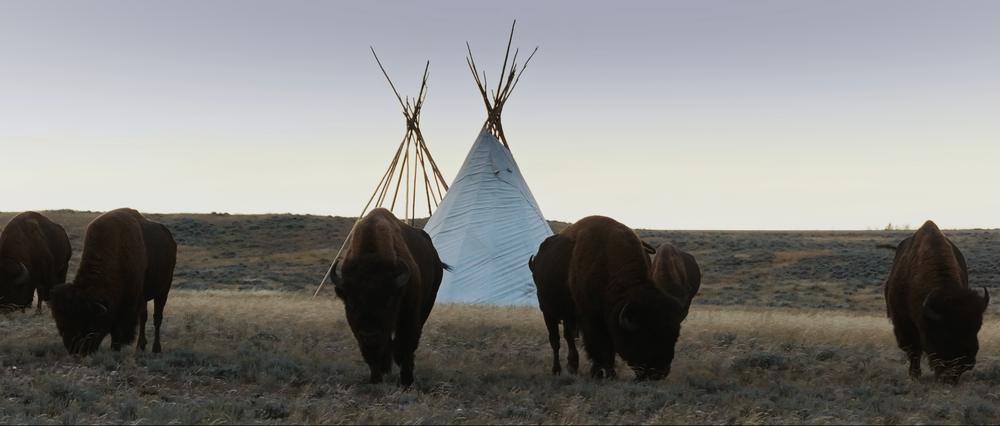 Extrait du film La grande prairie, le pacte du bison