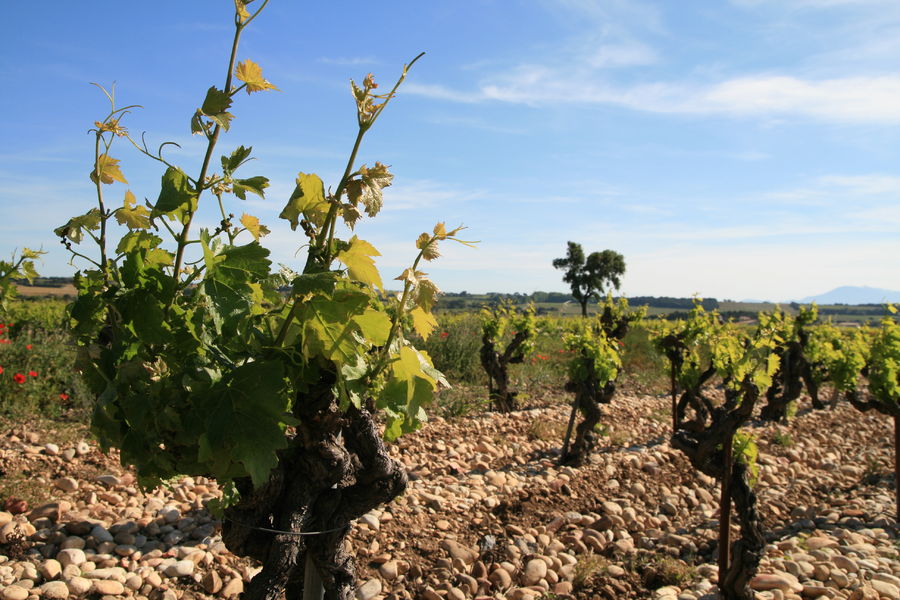 Vigne et galets