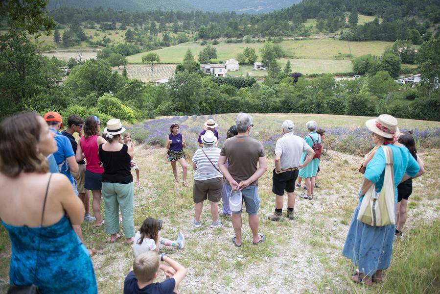 Balade dans les champs