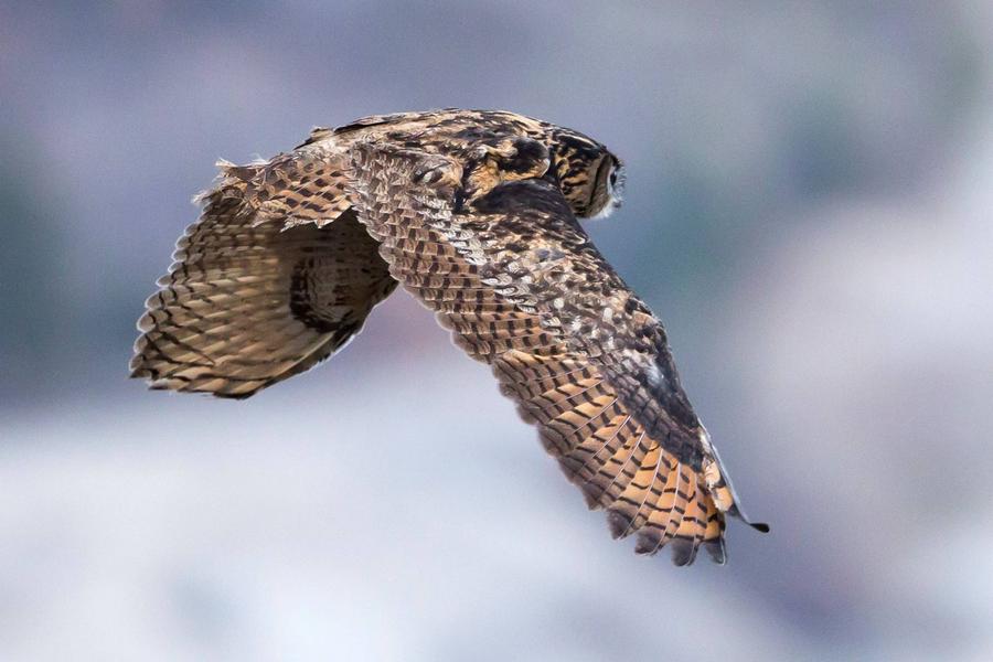 Rdv avec un garde-moniteur : les grands rapaces
