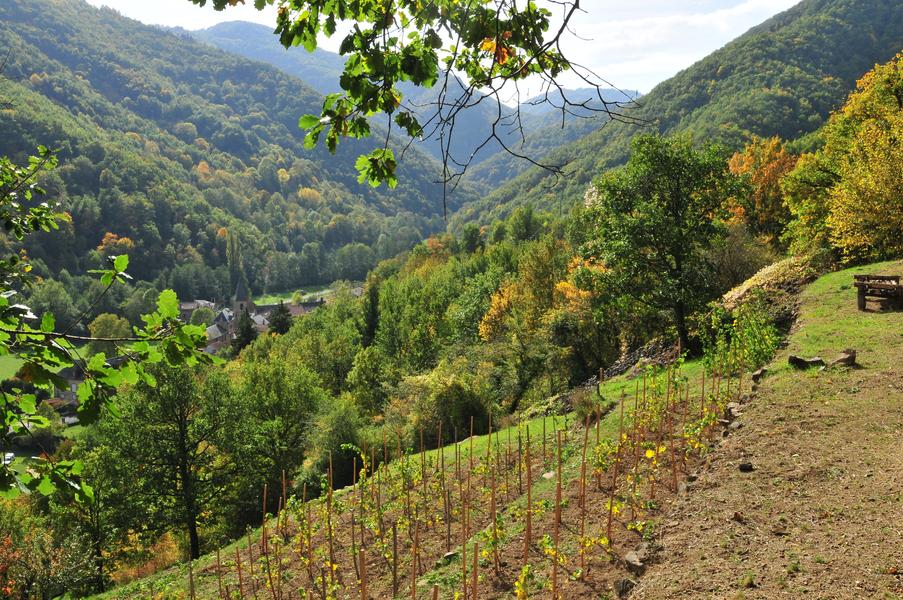 Pailhats de Courgoul : terrasses cultivées