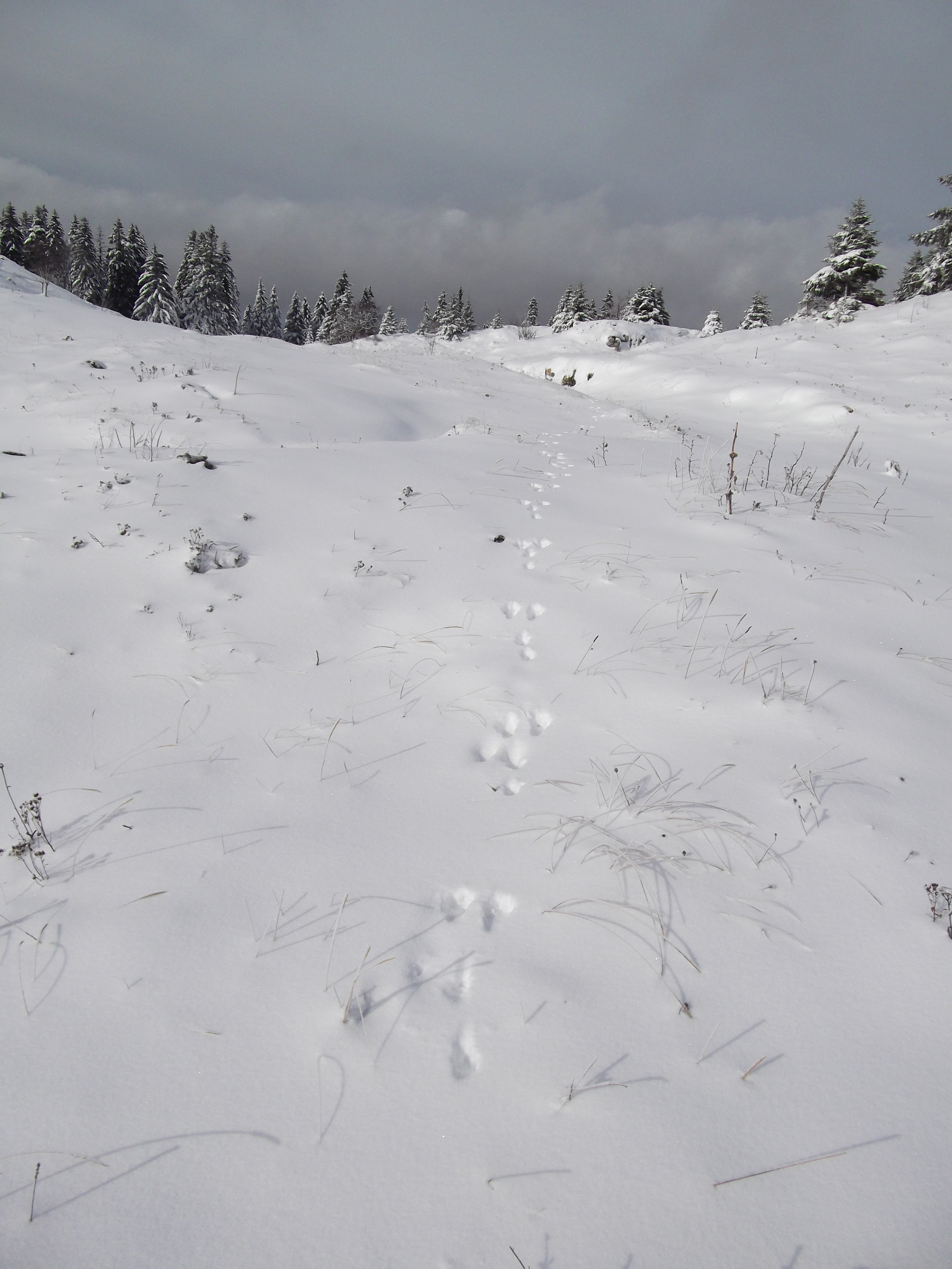 Traces d'animaux