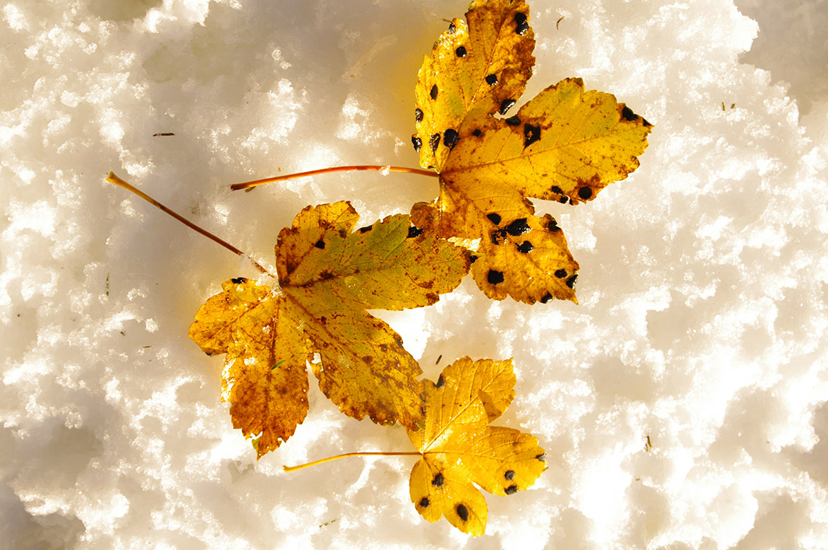 "De clairières en forêt " Randonnée Hivernale (raquettes ou à pied)