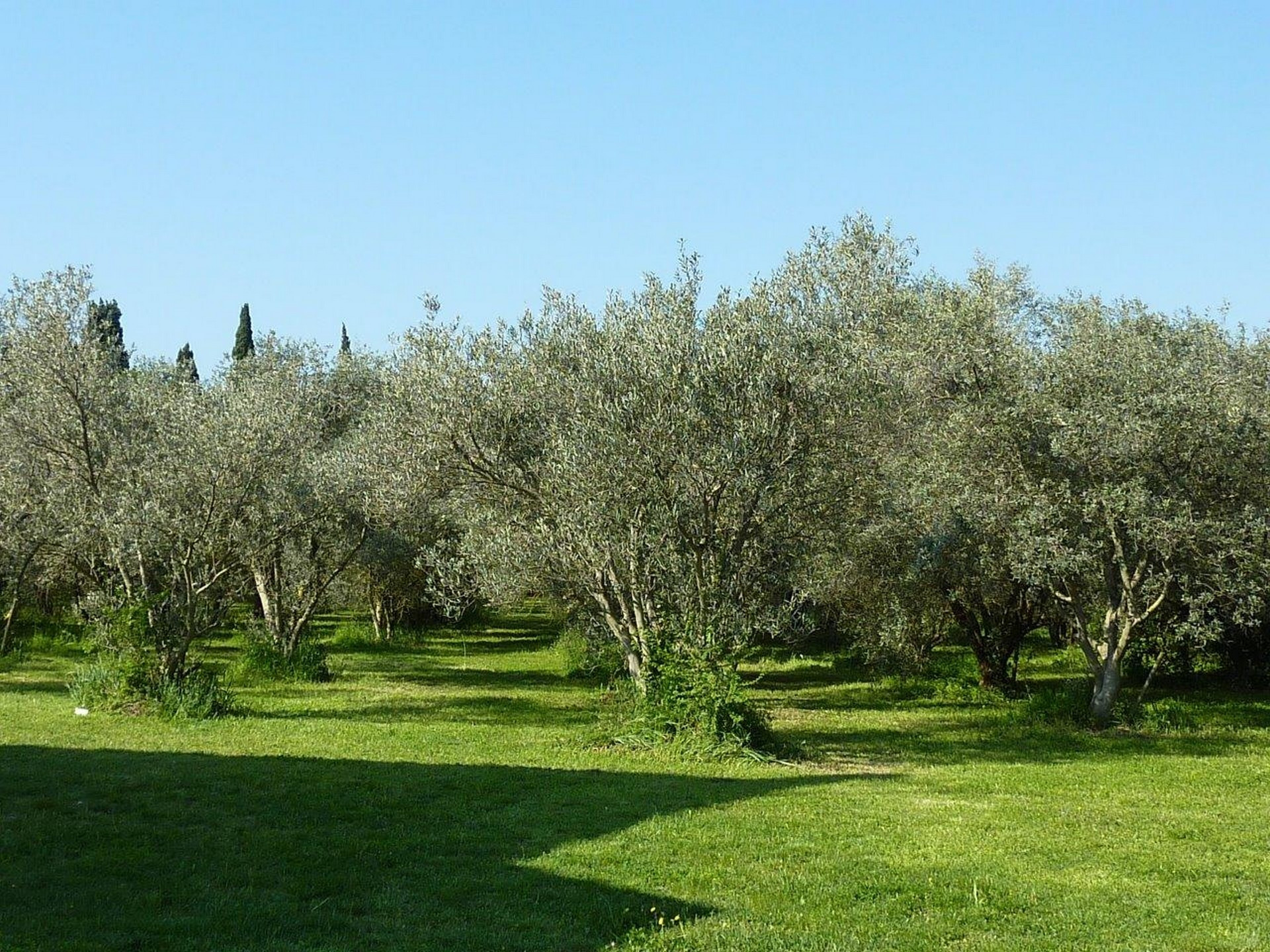 Les Oliviers