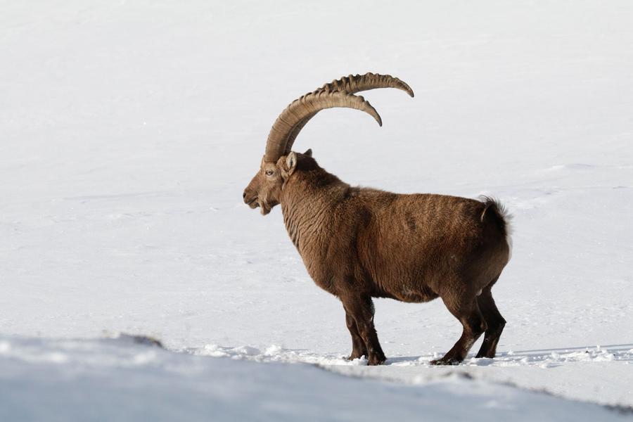 - © Cyril Coursier, Parc national des Ecrins bouquetin Cyril - © Cyril Coursier, Parc national des Ecrins