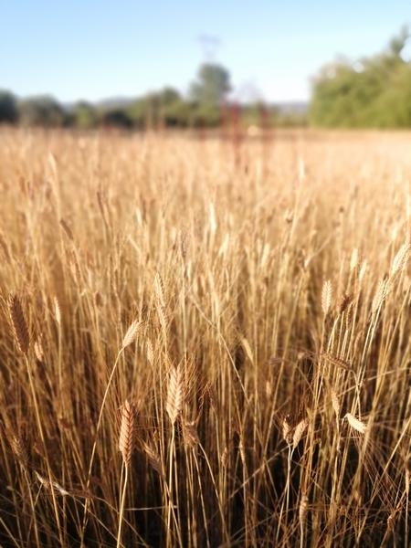 Ferme de Chalonne - Balcons du Dauphiné