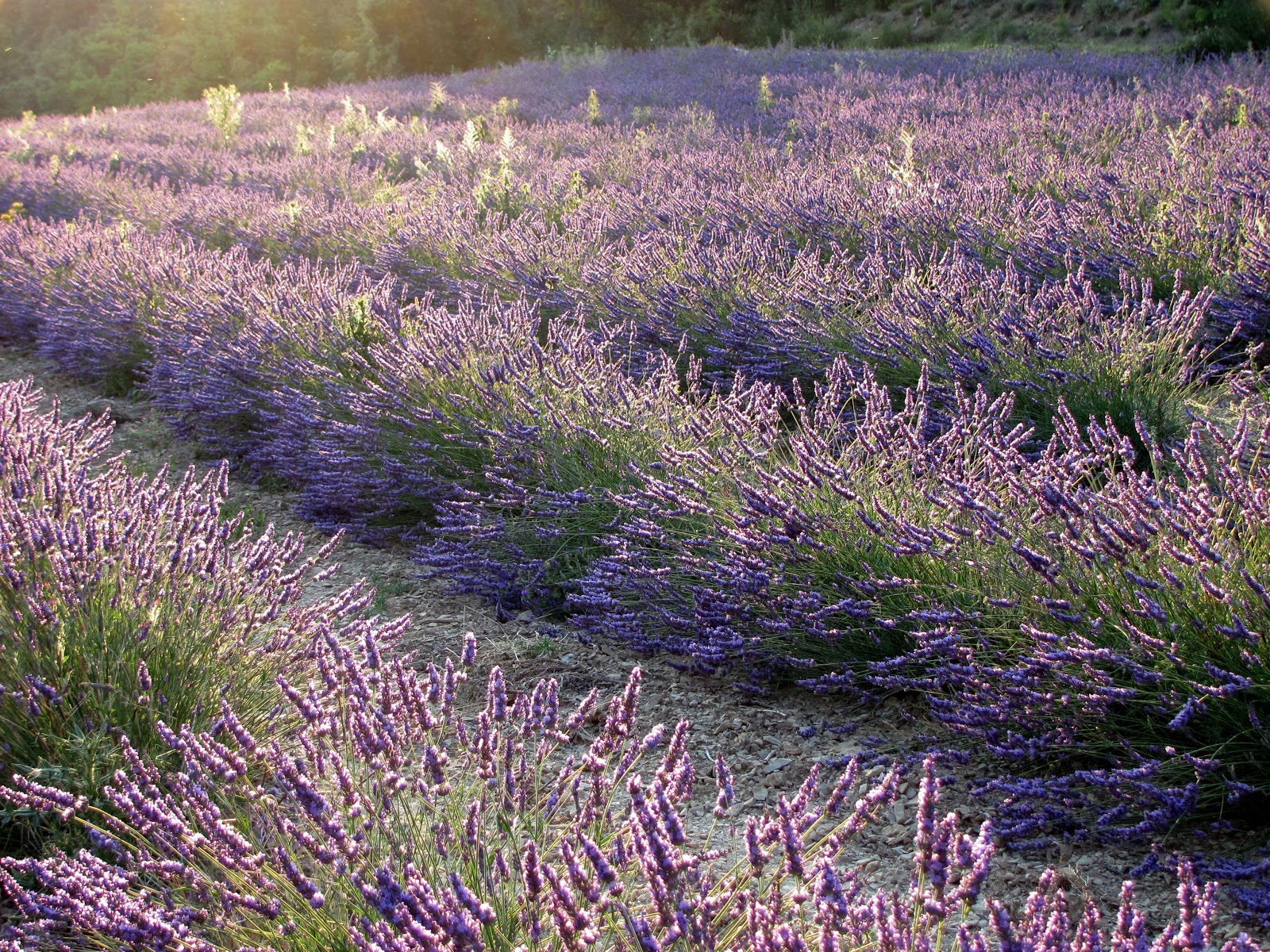 Distillerie Sainte-Victoire - photo 5