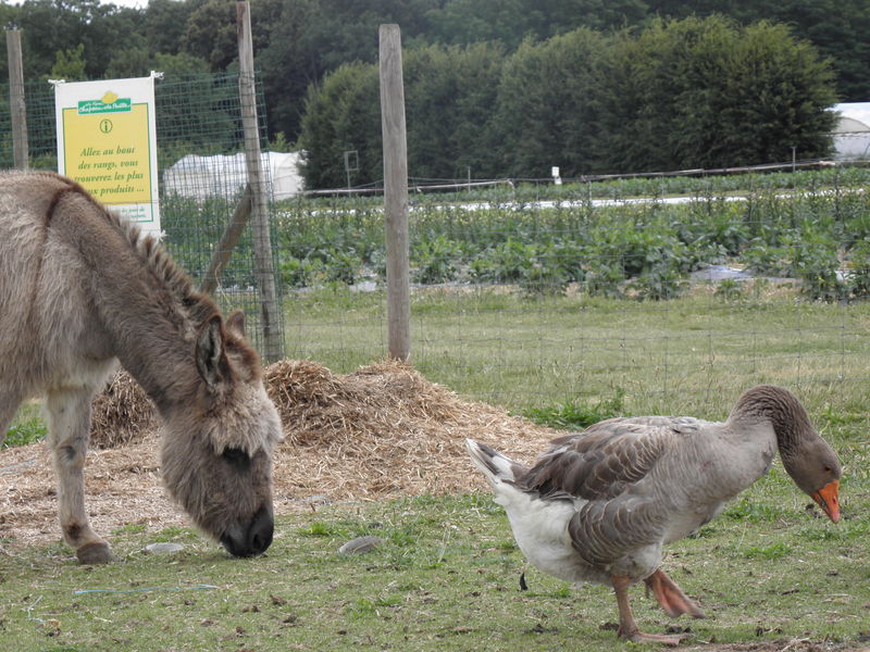 Animaux de la ferme aux cueillettes du Plessis à Lumigny, 2011