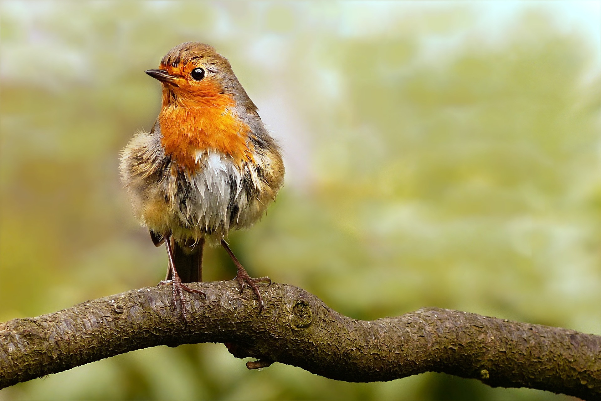 Mercredi musical - Le chant des oiseaux_Boulieu-lès-Annonay