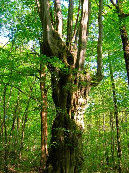 la charmille plessée