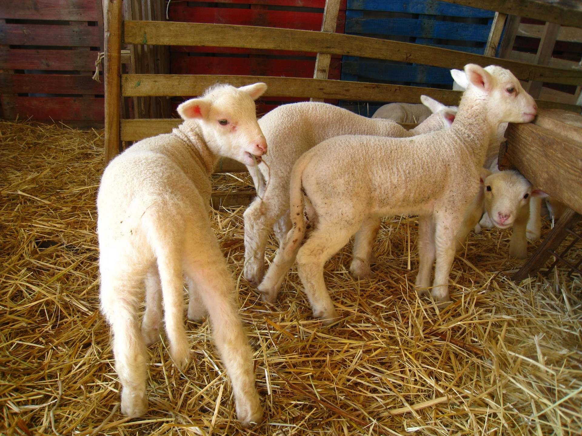 Agneau bio de Chrislaine Alazard